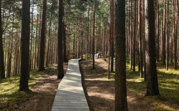 Savaitgalis Dzūkijos miškuose: kaip atsakingai pažinti Marcinkonių ir Zervynų apylinkes be turistų spūsčių