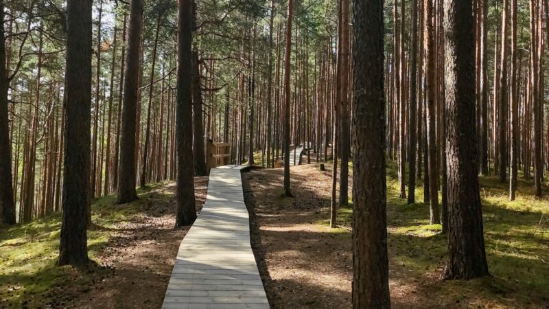 Savaitgalis Dzūkijos miškuose: kaip atsakingai pažinti Marcinkonių ir Zervynų apylinkes be turistų spūsčių