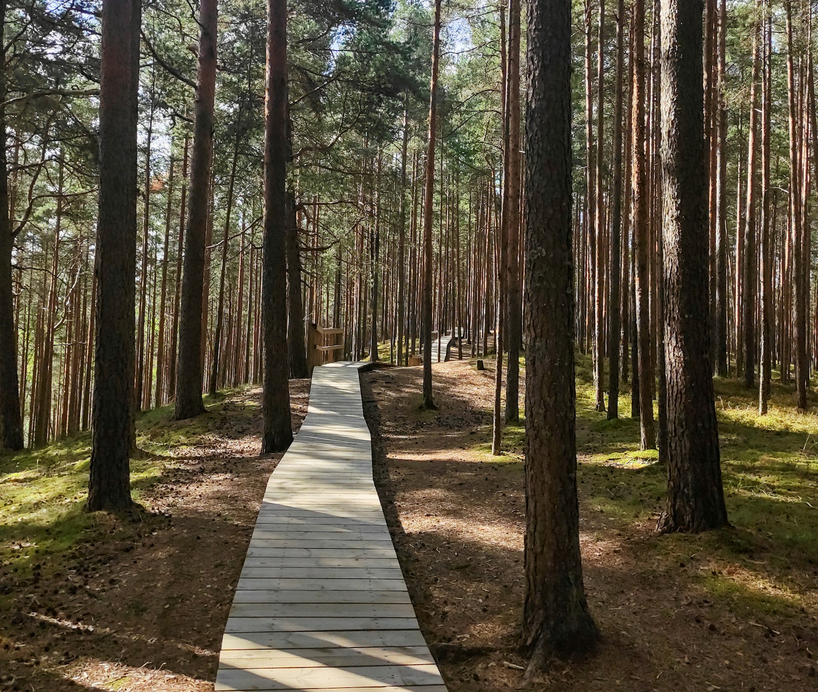 Savaitgalis Dzūkijos miškuose: kaip atsakingai pažinti Marcinkonių ir Zervynų apylinkes be turistų spūsčių