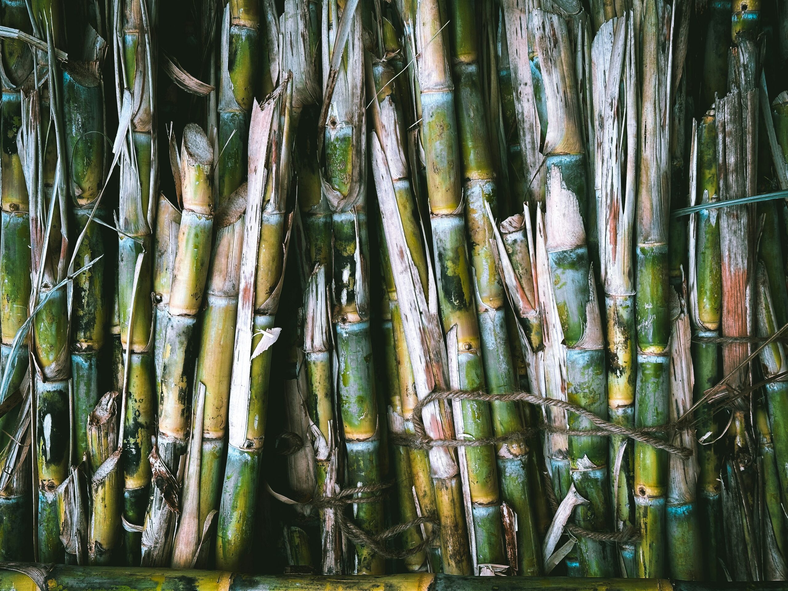 Cukranendrės. Unsplash nuotr