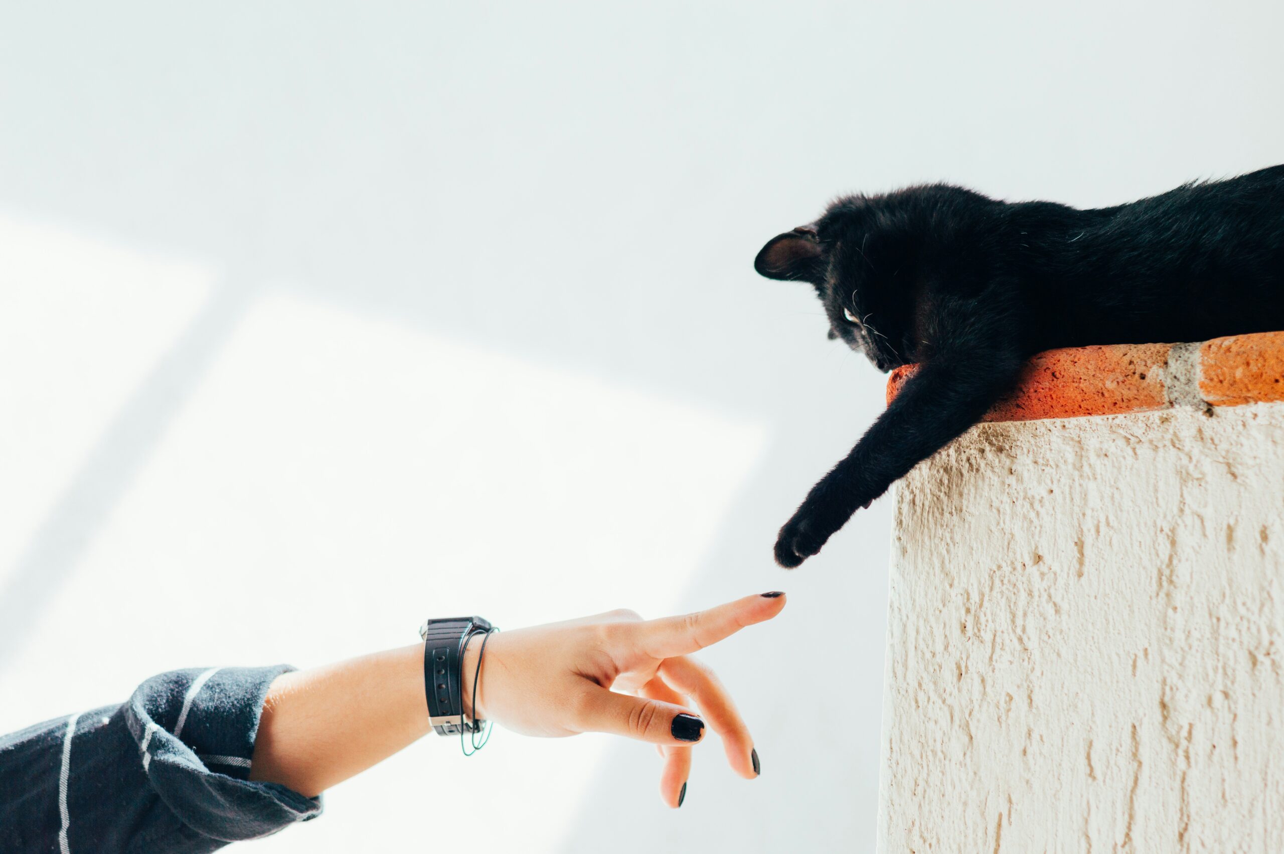 Katės šeimininkas. Unsplash nuotr