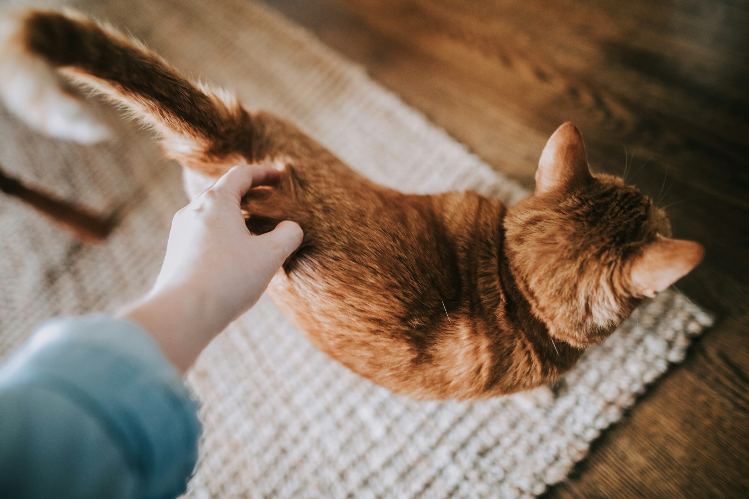 Katės šeimininkas. Unsplash nuotr