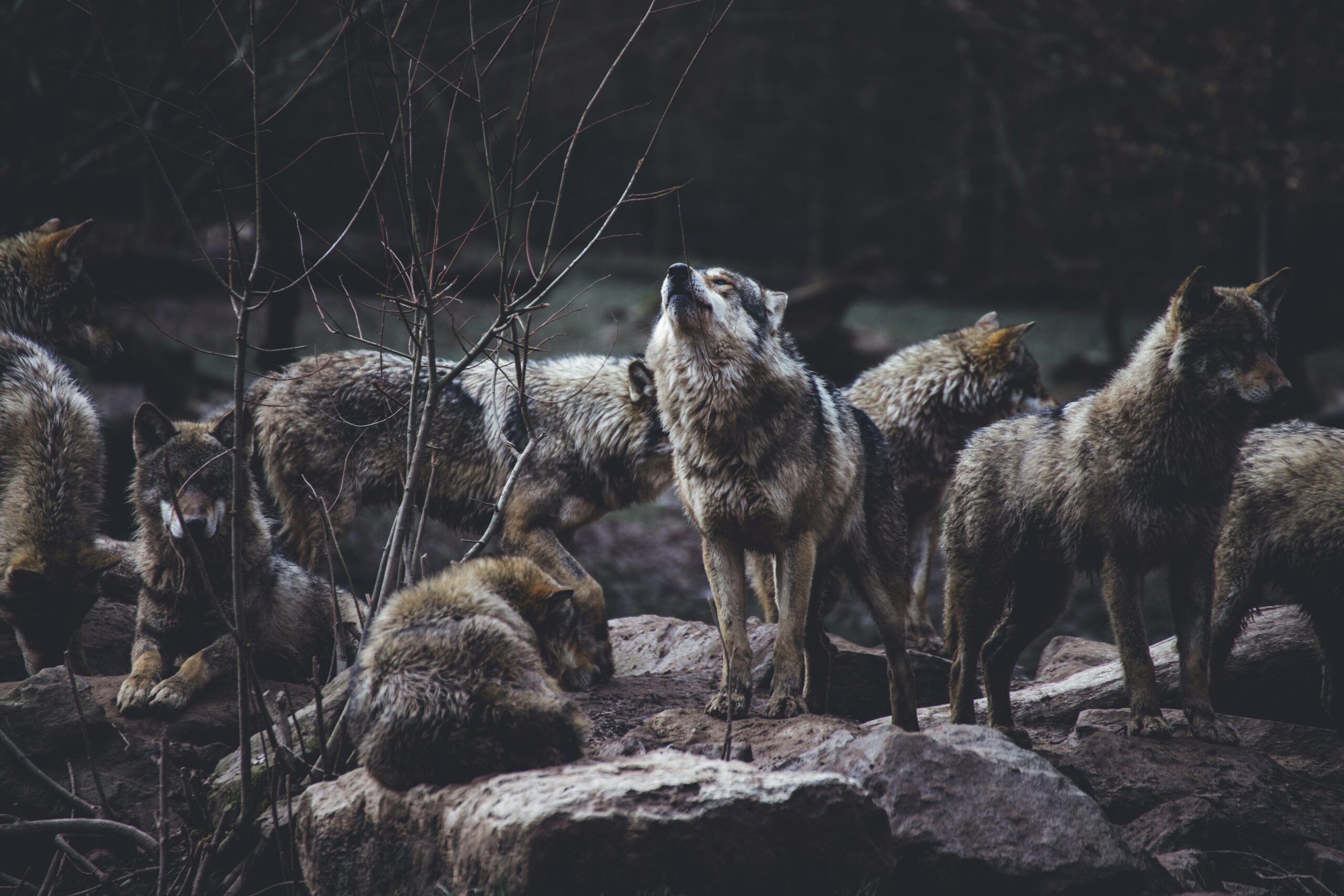 Vilkas. Unsplash nuotr