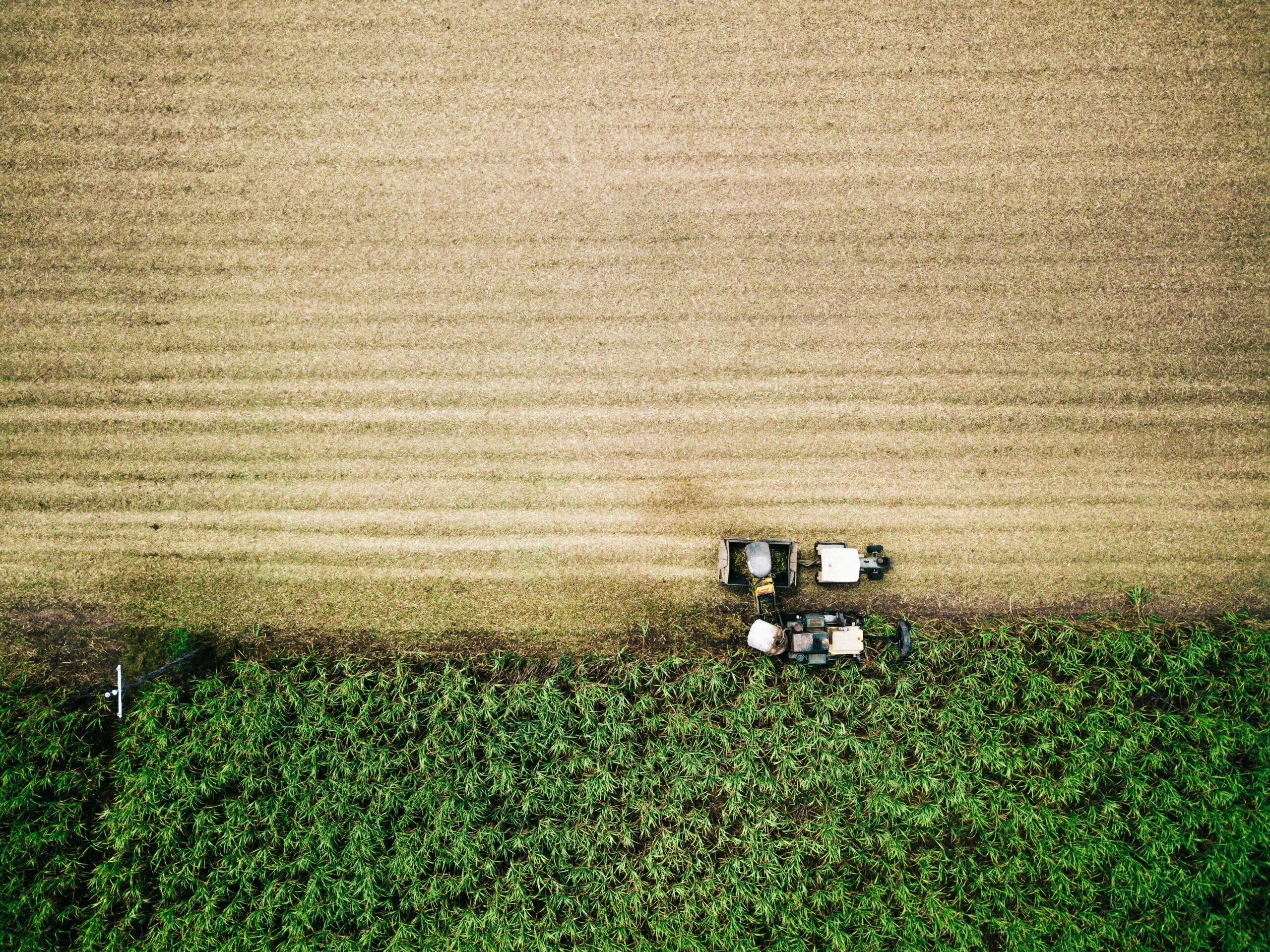 Cukranendrės. Unsplash nuotr