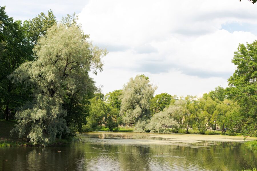 Pagrindinė iliustracija