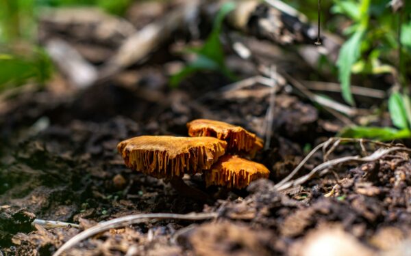 Lietuvių grybavimo tradicija keičiasi: kaip saugiai ir atsakingai rinkti miško gėrybes šiandien