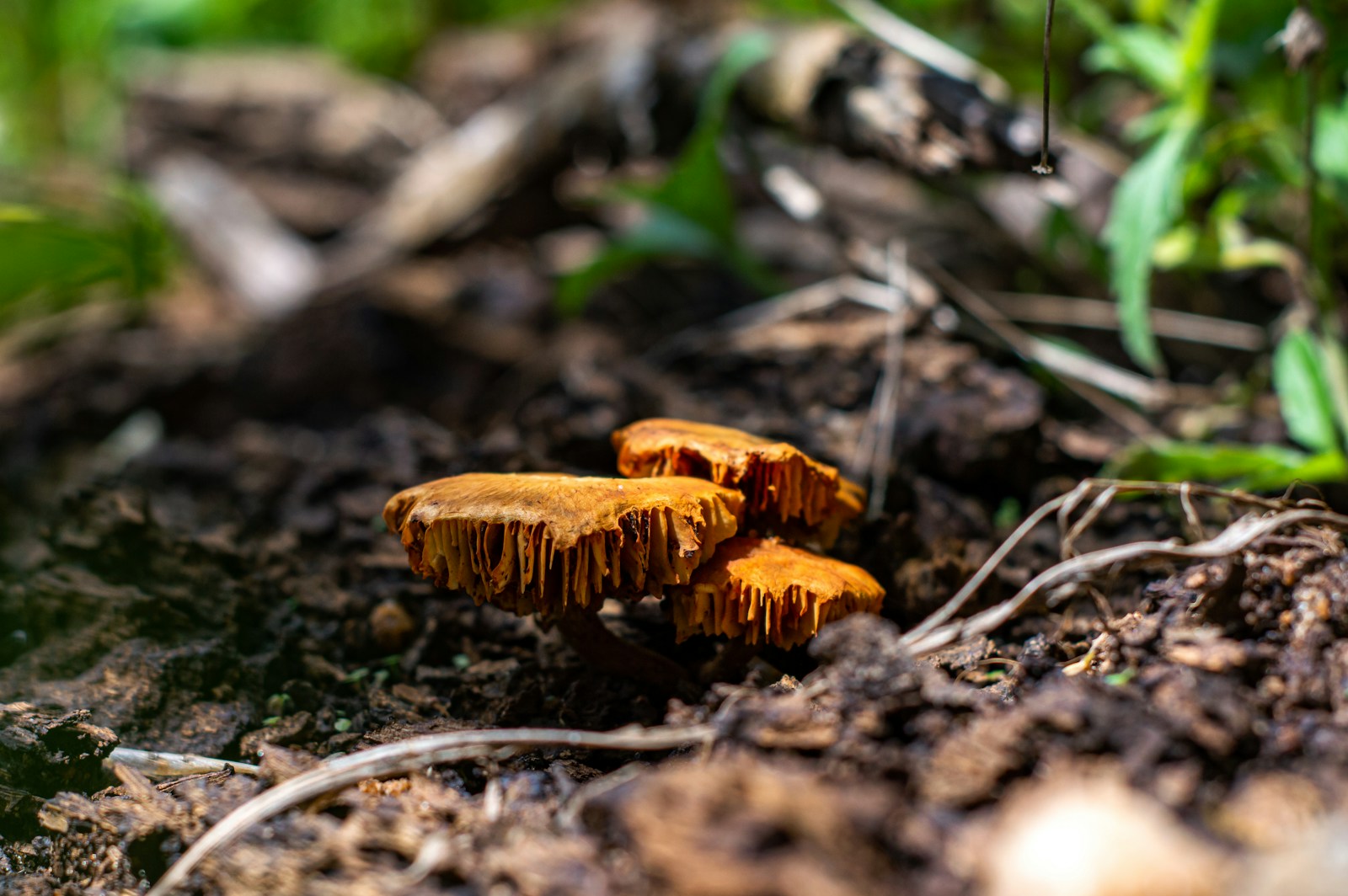 Šių grybavimo klaidų nedarykite net turėdami daug patirties: miške užtenka vieno neatsargaus sprendimo