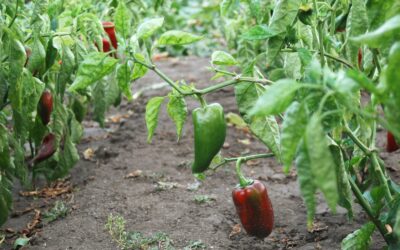Paprikos be streso: kaip nuo pavasario iki rudens užsiauginti gausų ir sveiką derlių šiltnamyje