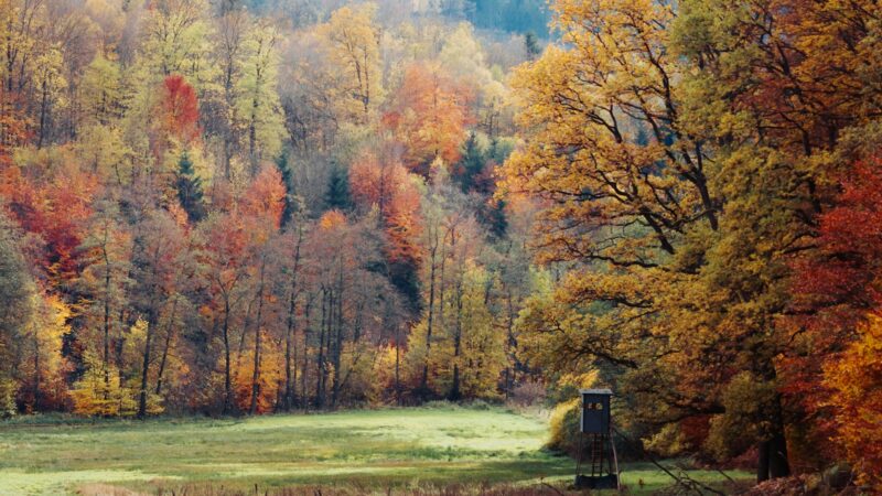Rudens hobis, kuris priverčia sulėtėti: kaip pradėti paukščių stebėjimą ir rasti daugiau ramybės kasdienybėje