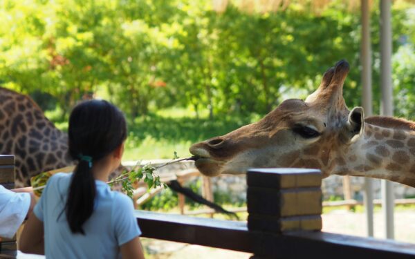 Zoologijos sodai gelbsti nykstančias rūšis ar kenkia gyvūnams? Atsakymas nėra toks paprastas