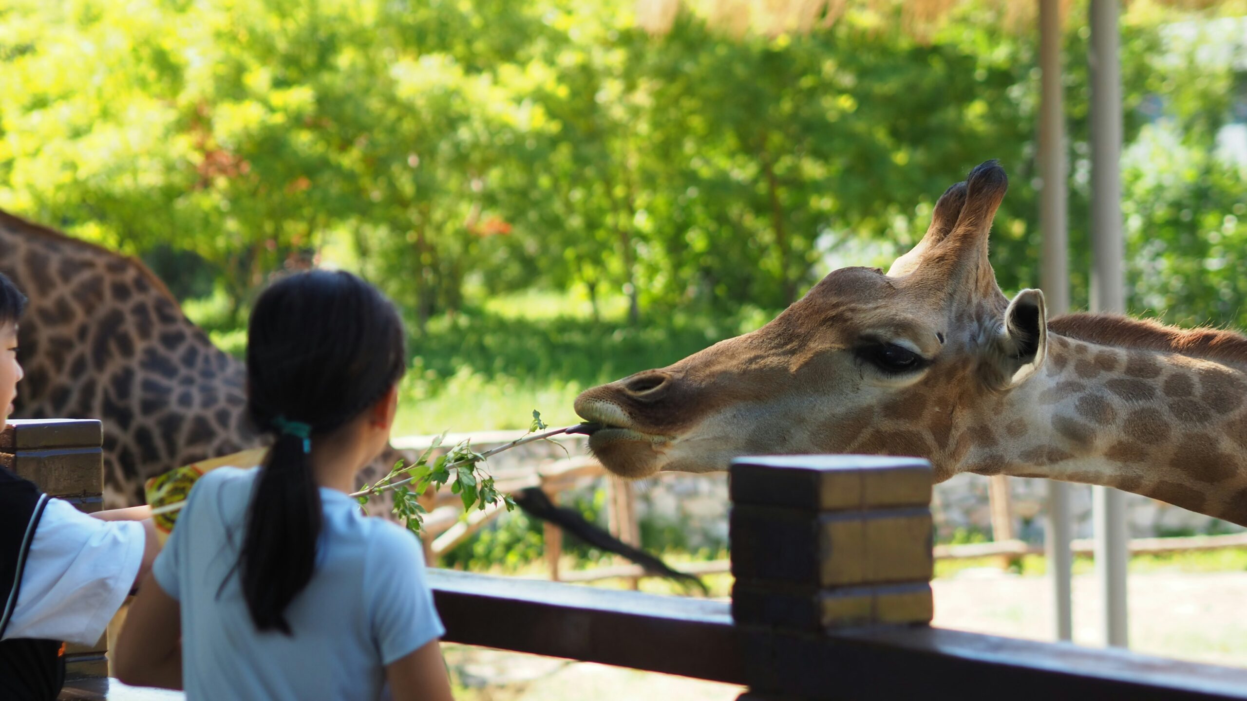 Zoologijos sodai gelbsti nykstančias rūšis ar kenkia gyvūnams? Atsakymas nėra toks paprastas
