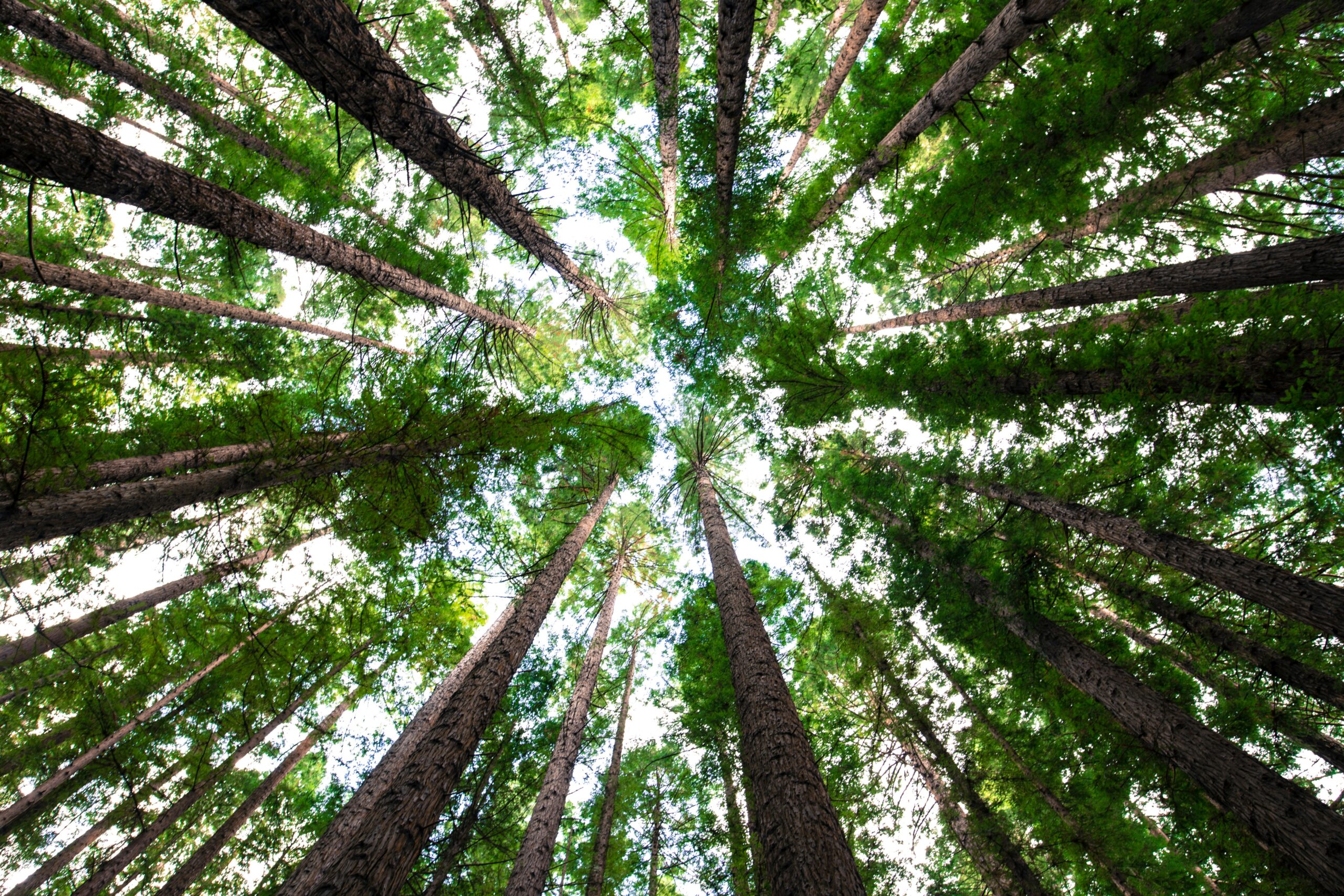 Augantis medis. Unsplash nuotr