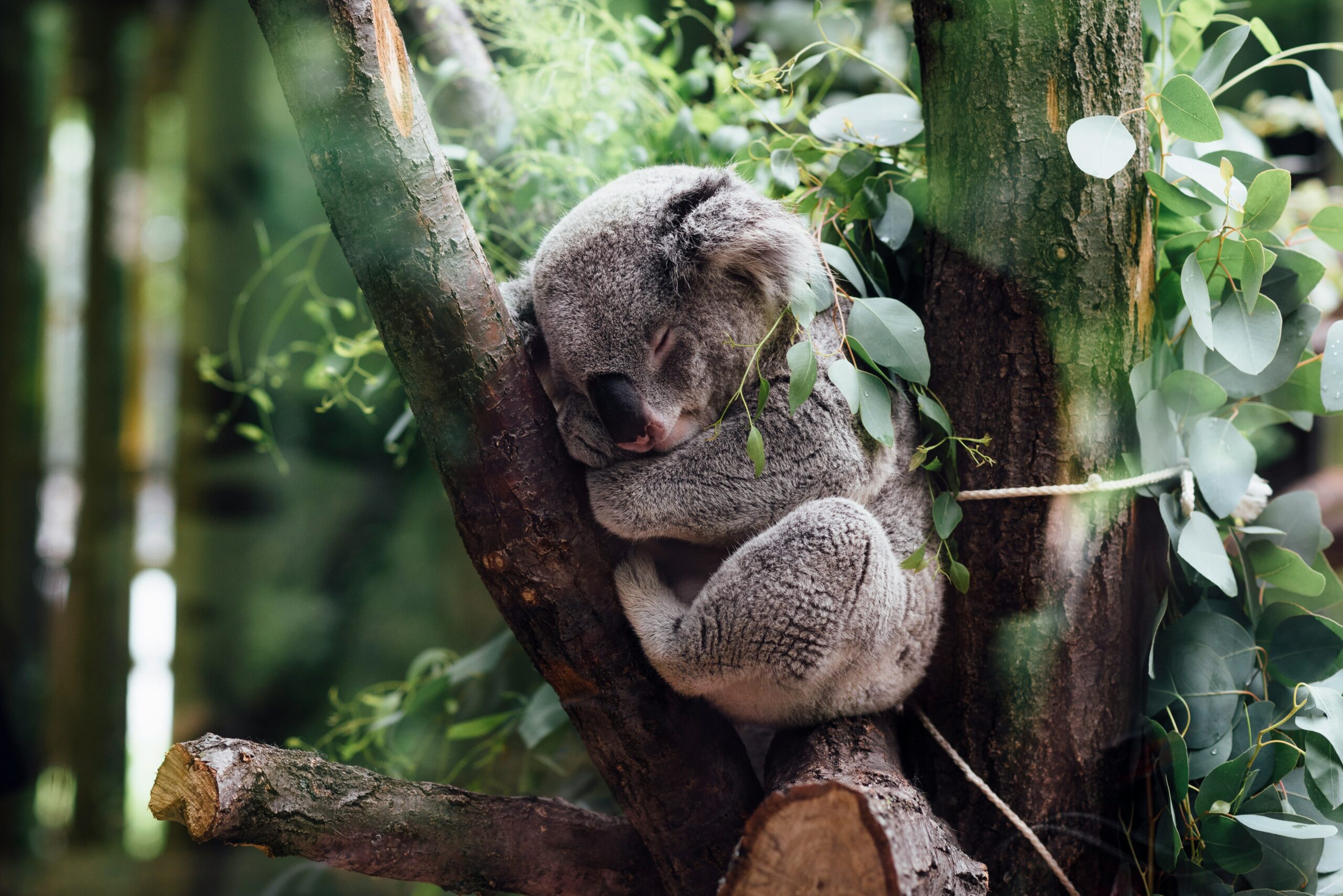 Zoologijos sodas. Unsplash nuotr