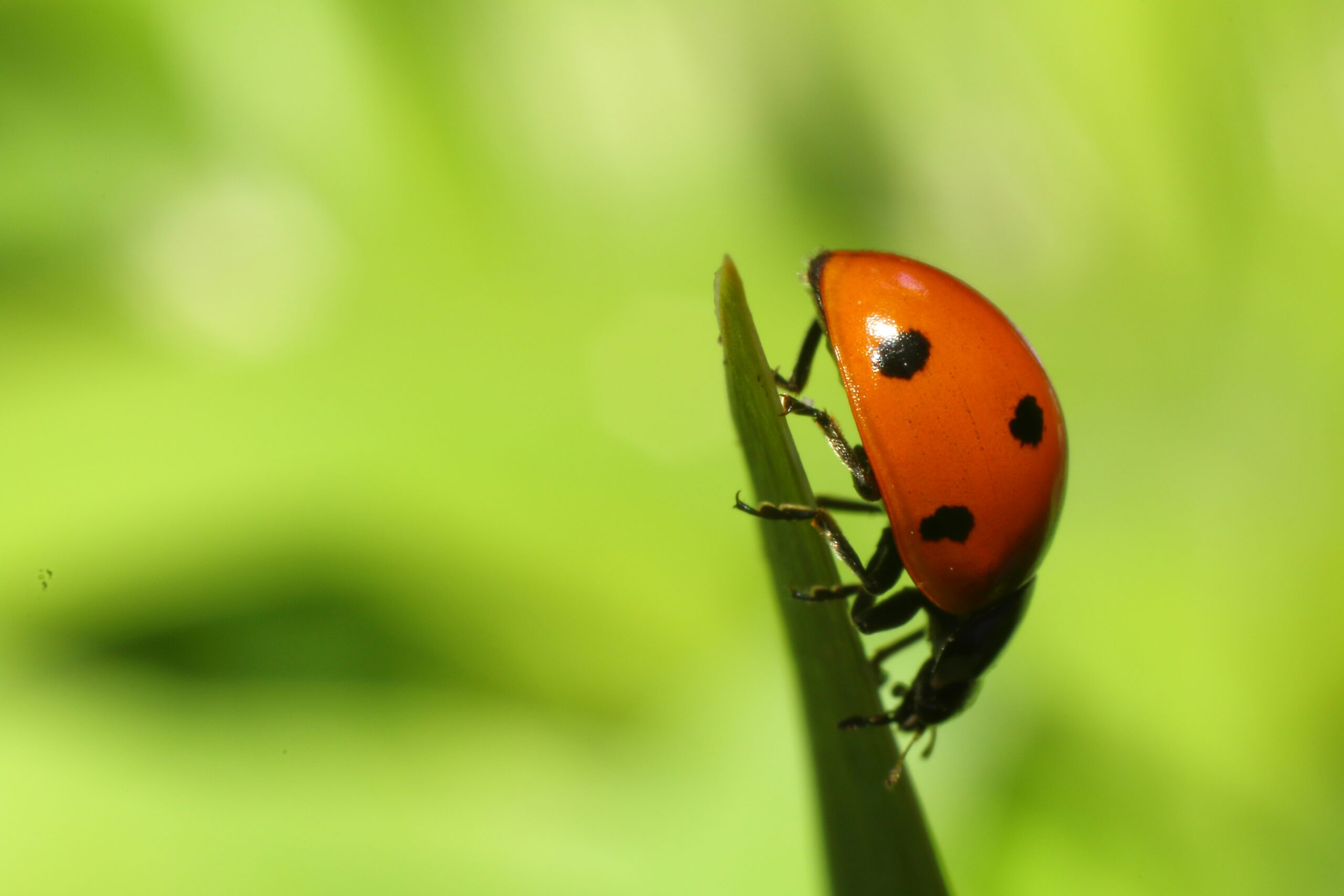 Vabzdžiai. Unsplash nuotr