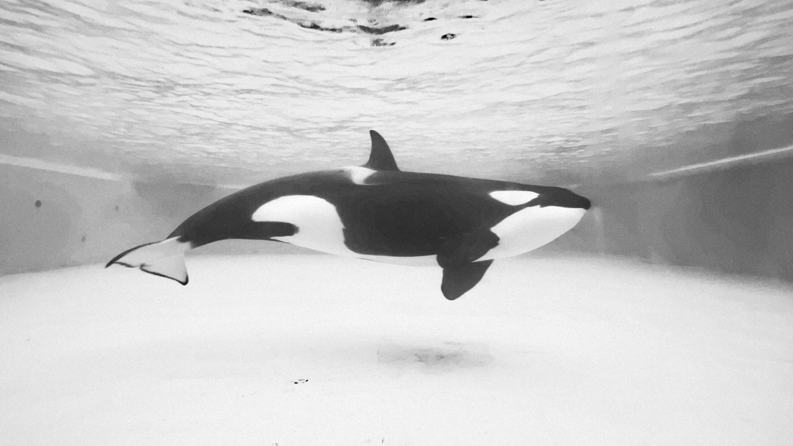 Orka. Unsplash nuotr