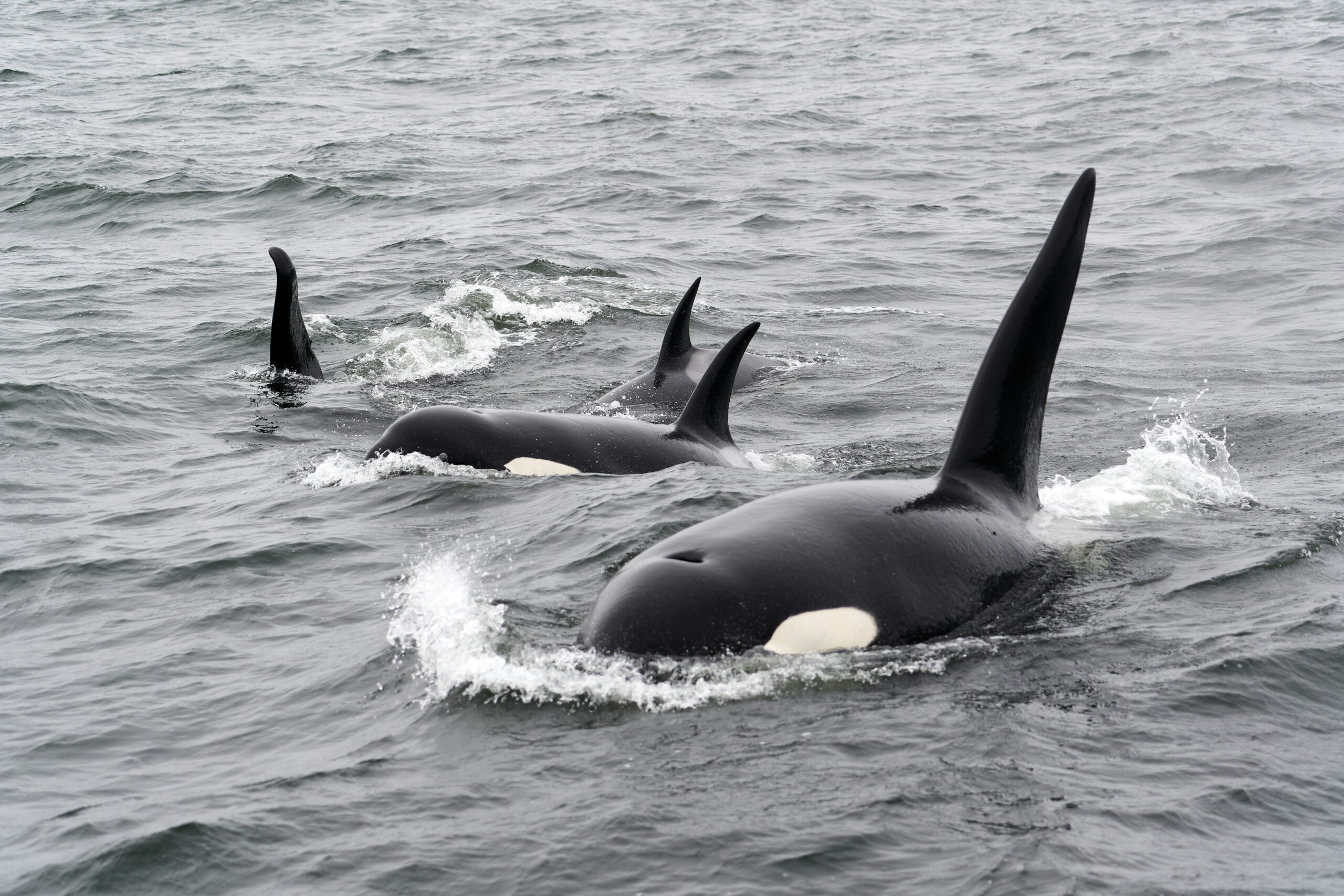 Orka. Unsplash nuotr
