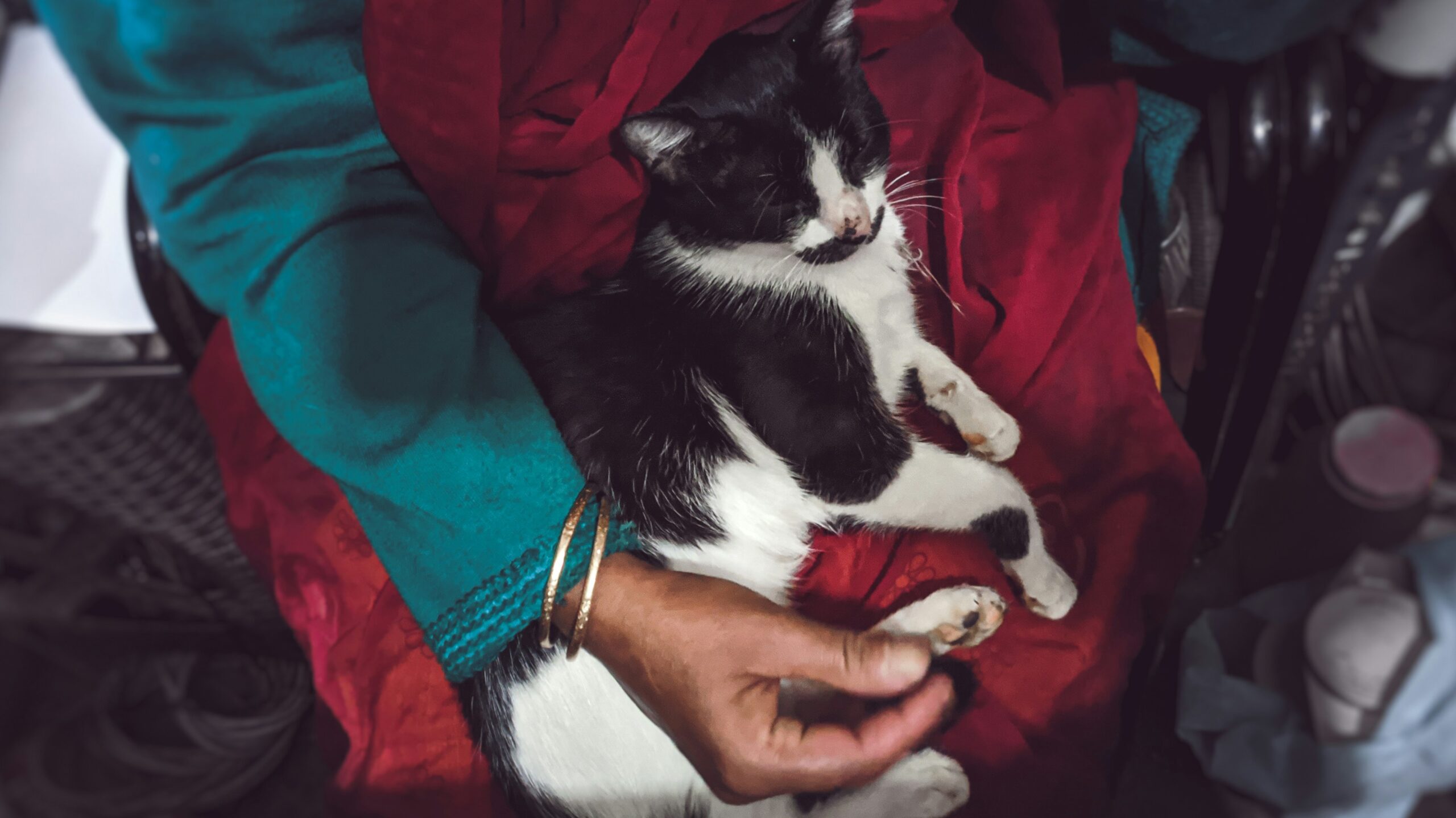 Katė miega ant žmogaus. Unsplash nuotr
