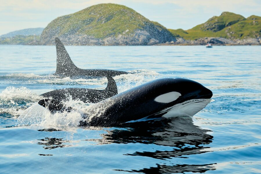 Orka. Unsplash nuotr