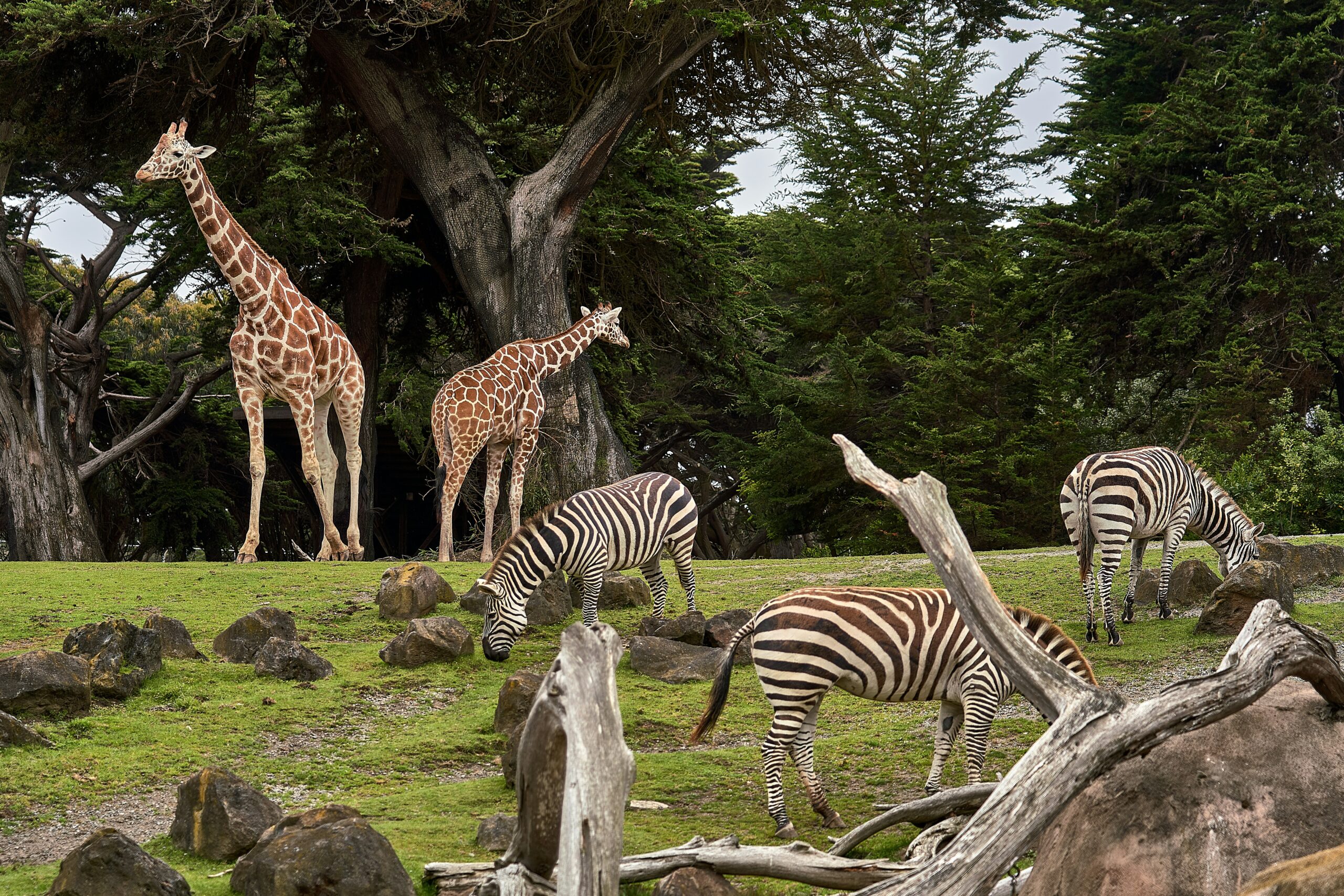Zoologijos sodas. Unsplash nuotr