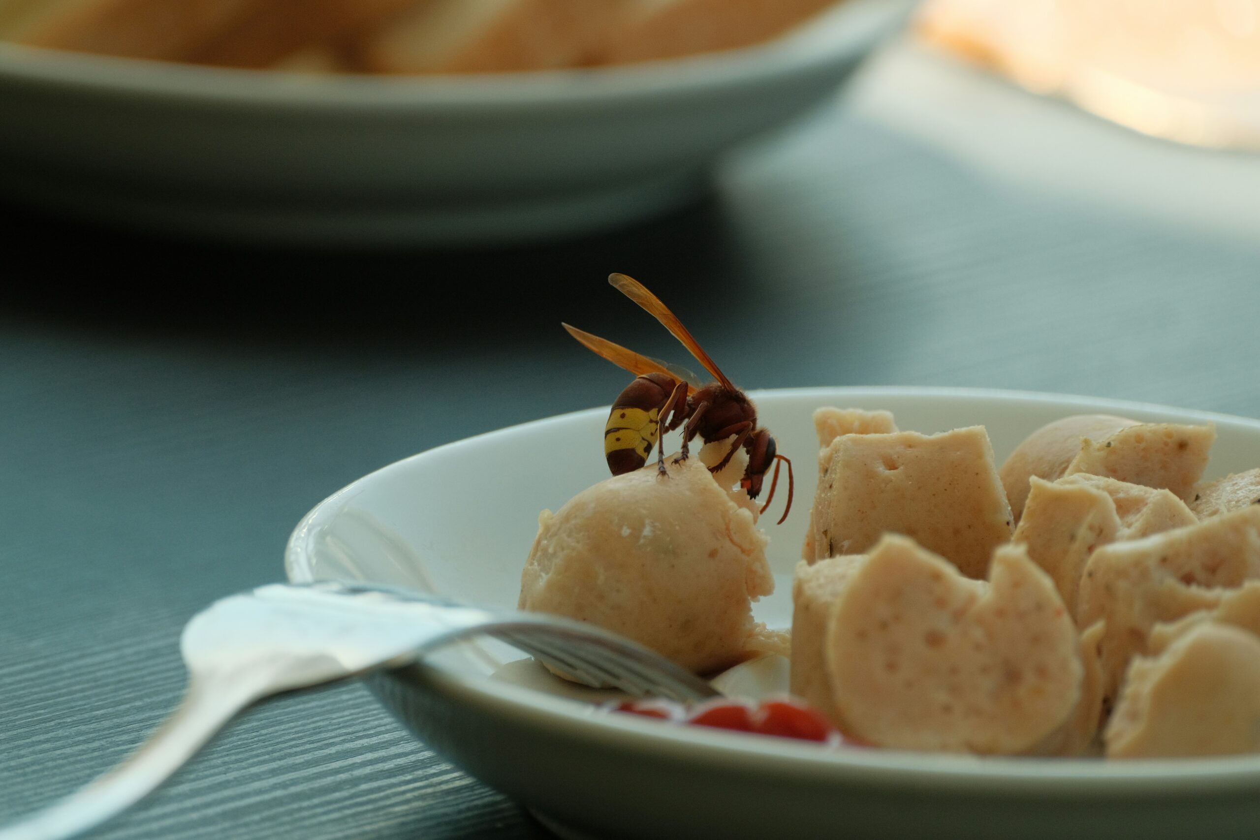 Musė nutūpė ant jūsų maisto? Mokslininkai atskleidė, kas per kelias sekundes įvyksta iš tikrųjų
