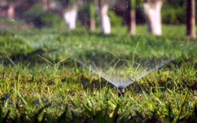 Vejos atgaivinimas be didelių išlaidų: kaip per kelias savaites sutvarkyti išplikusias ir pageltusias vietas