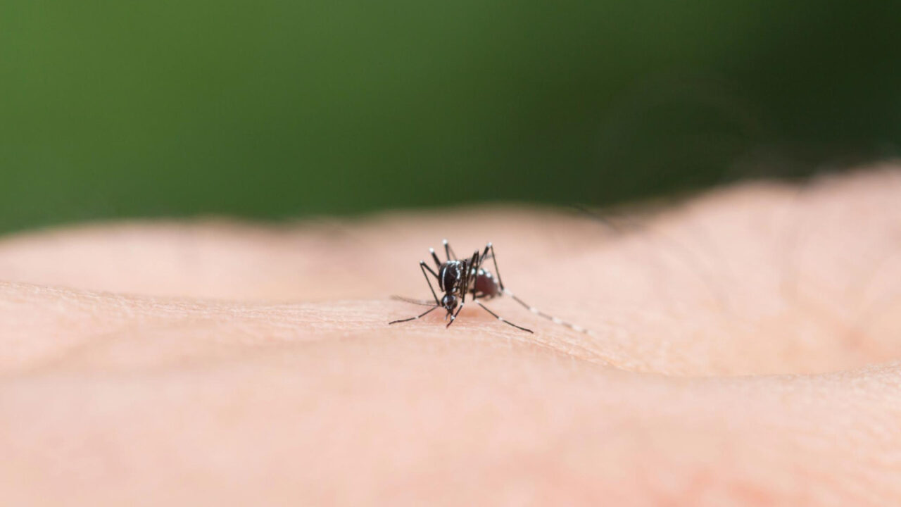 Mokslininkai perspėja: šios drabužių spalvos vasarą traukia uodus labiausiai