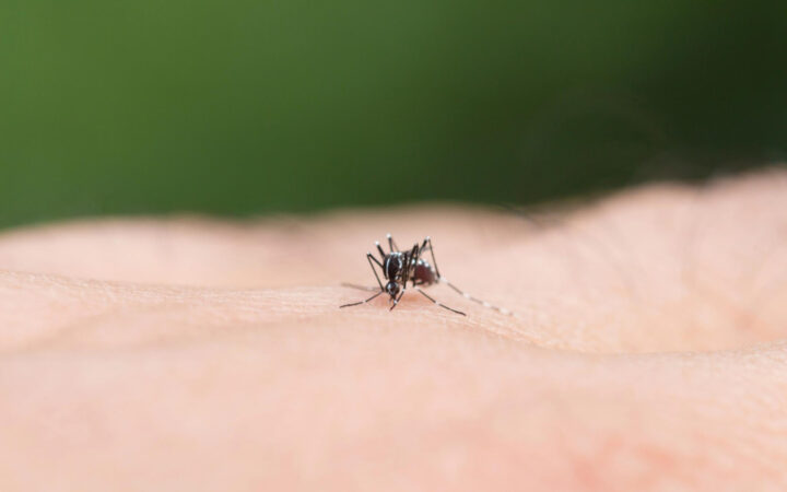 Mokslininkai perspėja: šios drabužių spalvos vasarą traukia uodus labiausiai