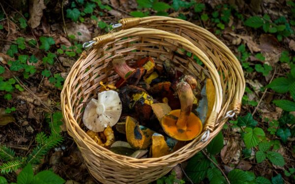 Dzūkijos grybavimo tradicijos keičiasi: kaip miško gėrybės išlaiko Varėnos krašto tapatybę