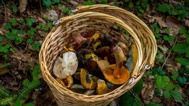 Dzūkijos grybavimo tradicijos keičiasi: kaip miško gėrybės išlaiko Varėnos krašto tapatybę