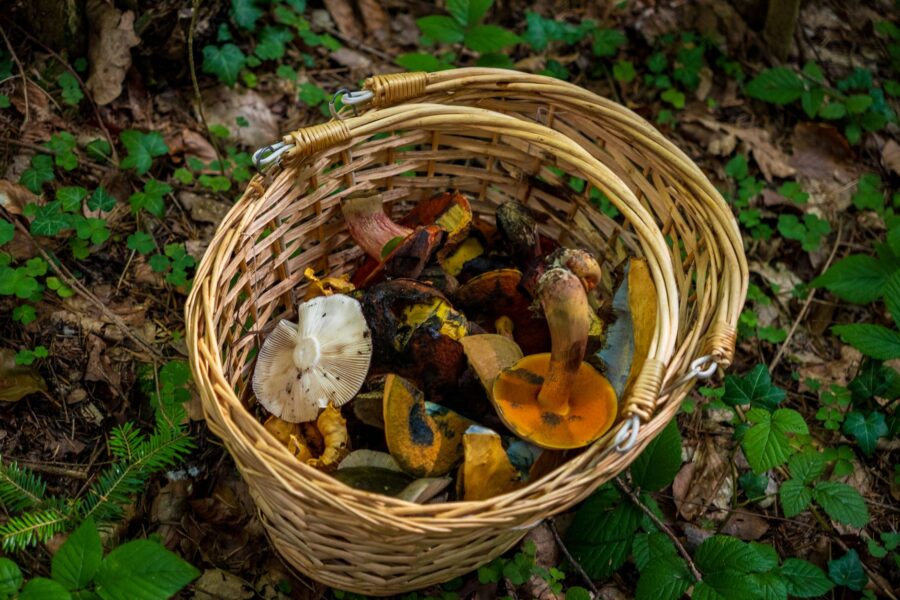 Pagrindinė iliustracija