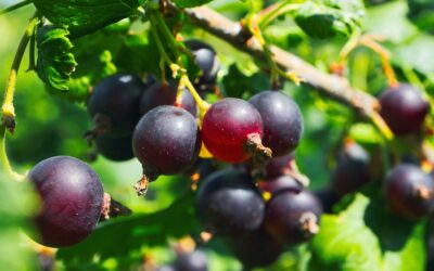 Juodieji serbentai be paslapčių: kada ir kaip sodinti, kuo tręšti ir kaip genėti, kad krūmai derėtų ilgai