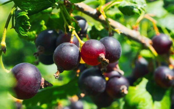 Juodieji serbentai be paslapčių: kada ir kaip sodinti, kuo tręšti ir kaip genėti, kad krūmai derėtų ilgai