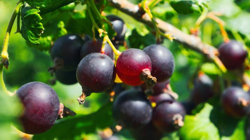 Juodieji serbentai be paslapčių: kada ir kaip sodinti, kuo tręšti ir kaip genėti, kad krūmai derėtų ilgai