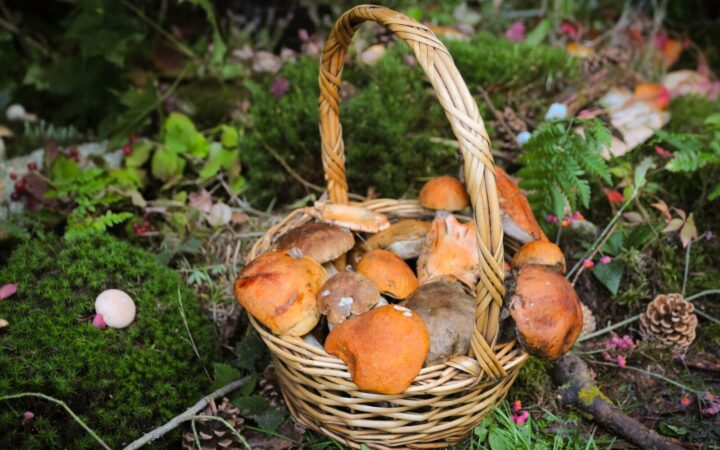 Grybai po lietaus nepasirodo iškart: štai kiek dienų verta išlaukti