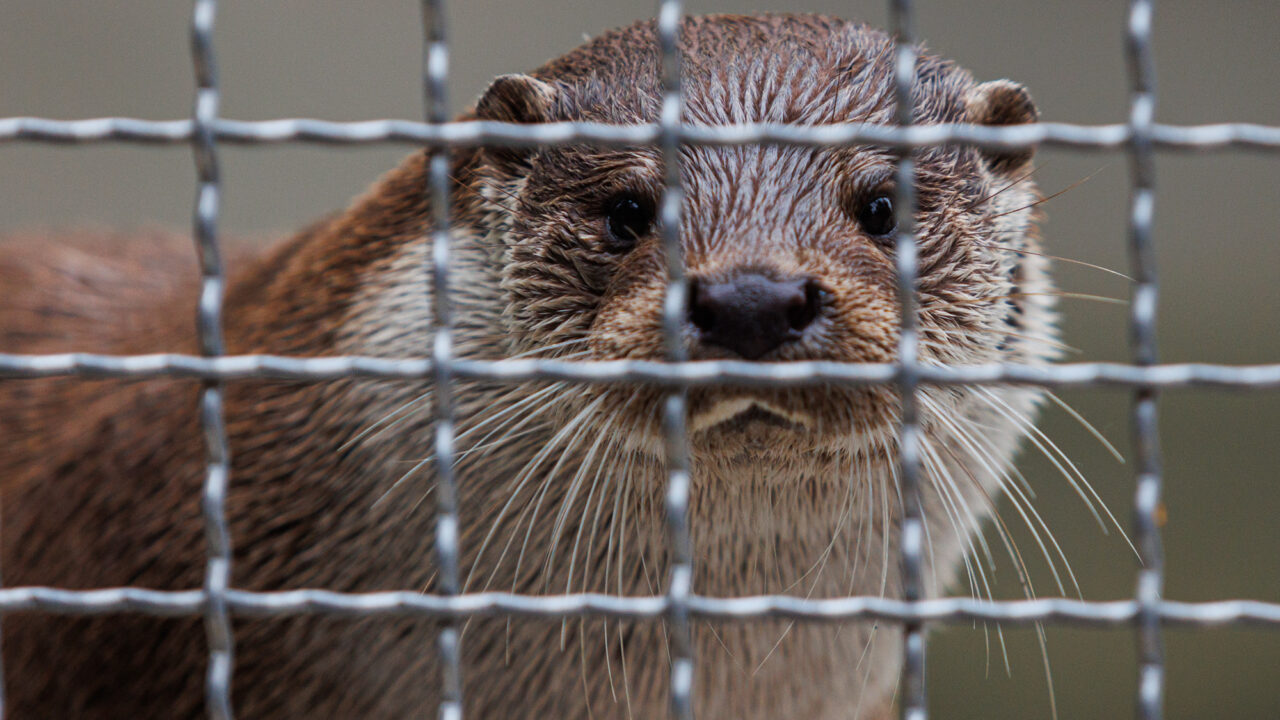 Nepašalinus nustatytų pažeidimų, siūloma naikinti Klaipėdos zoologijos sodo leidimą