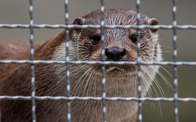 Nepašalinus nustatytų pažeidimų, siūloma naikinti Klaipėdos zoologijos sodo leidimą
