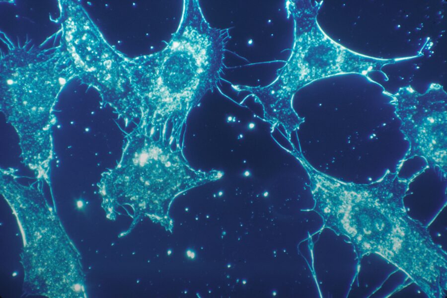 Biologinis. Unsplash nuotr