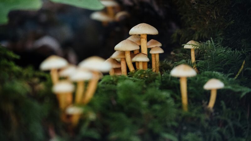 Kas vyksta smegenyse pavartojus haliucinogeninių grybų? Mokslininkai atskleidė netikėtus pokyčius