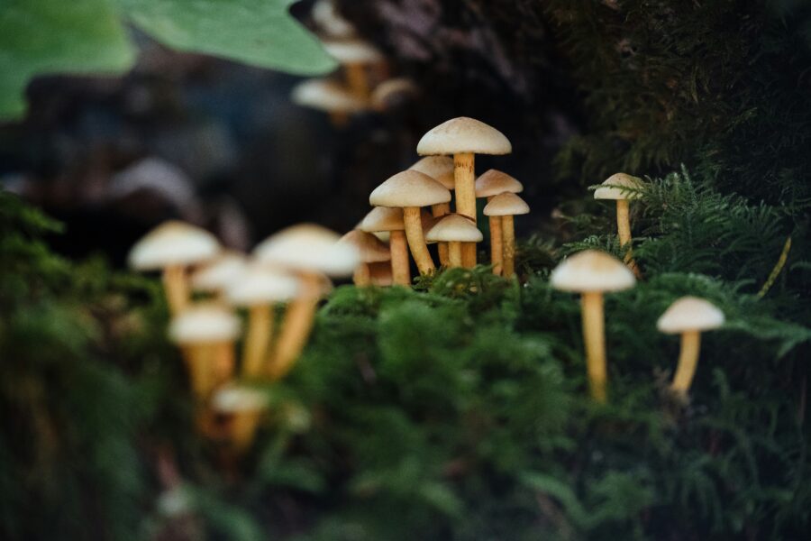 Grybas. Unsplash nuotr