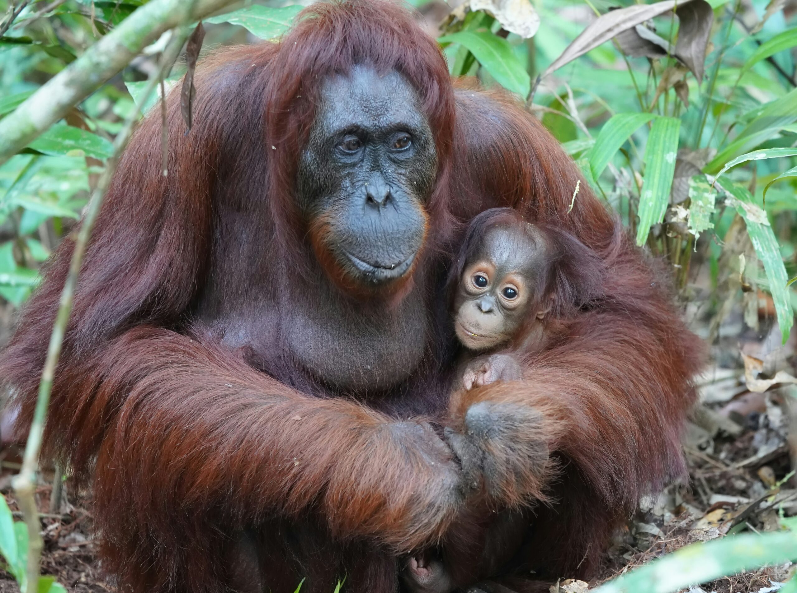 Orangutanas. Unsplash nuotr