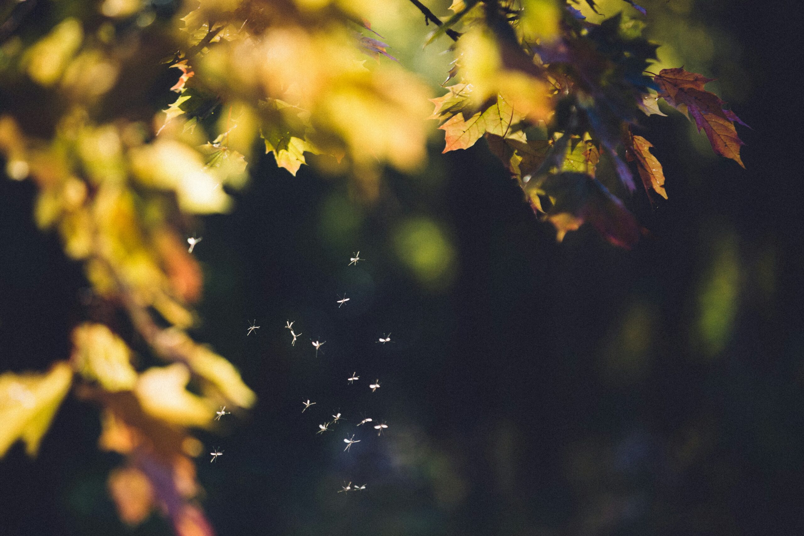 Uodai. Unsplash nuotr