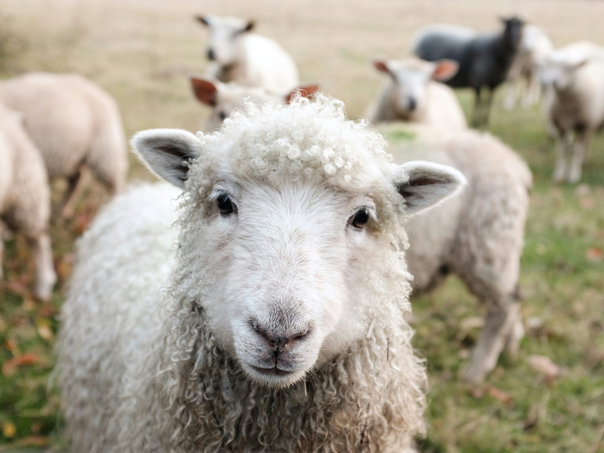 Veganas. Unsplash nuotr