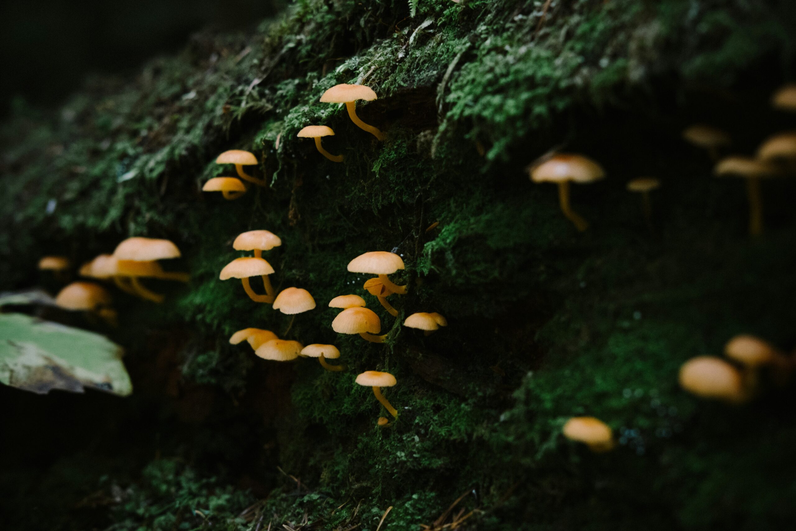 Grybas. Unsplash nuotr