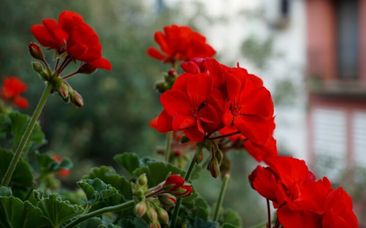 Kai kurie nebijo net vasaros karščių: 7 augalai, kuriuos verta pasodinti dar šią vasarą