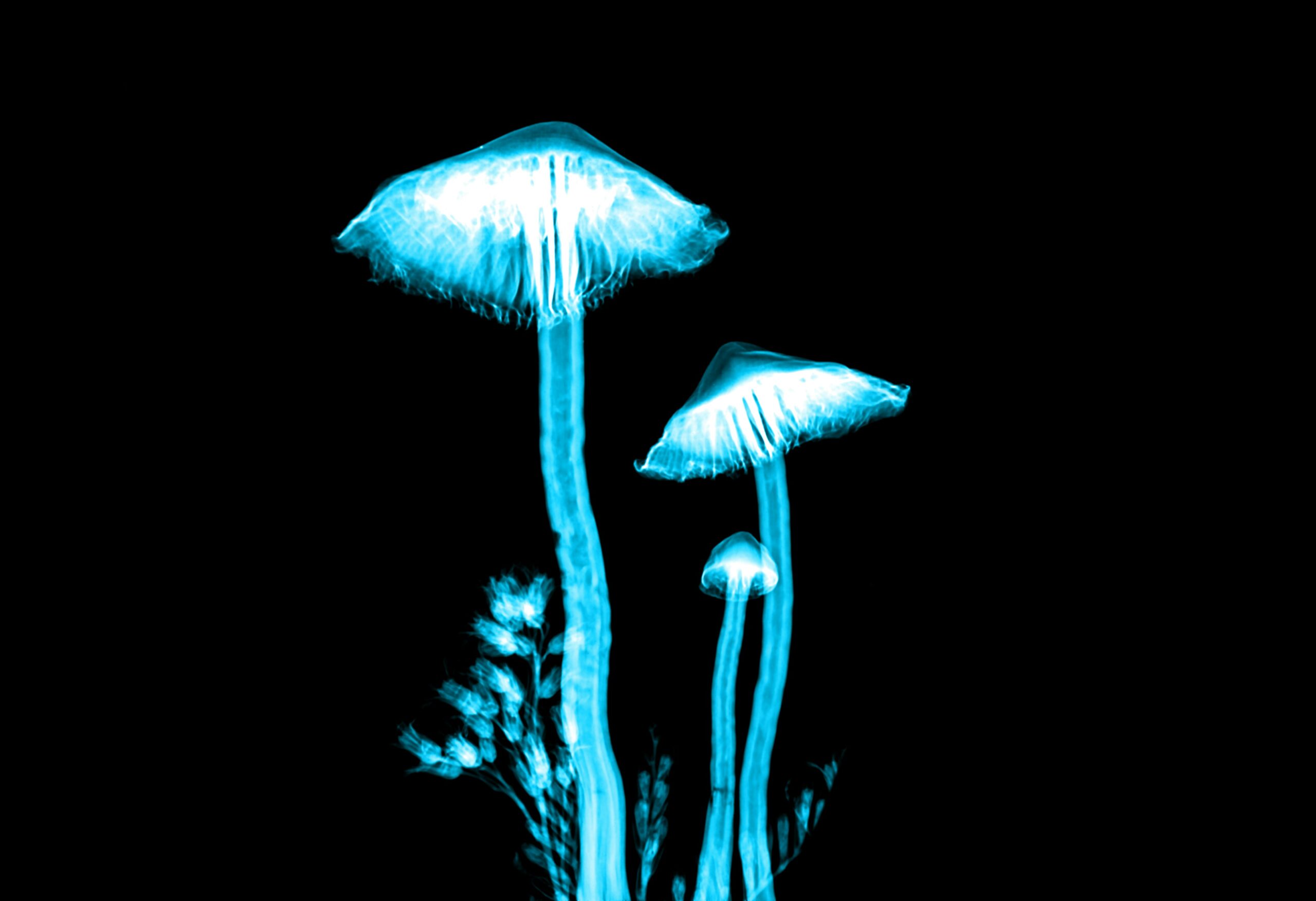 Grybai. Unsplash nuotr