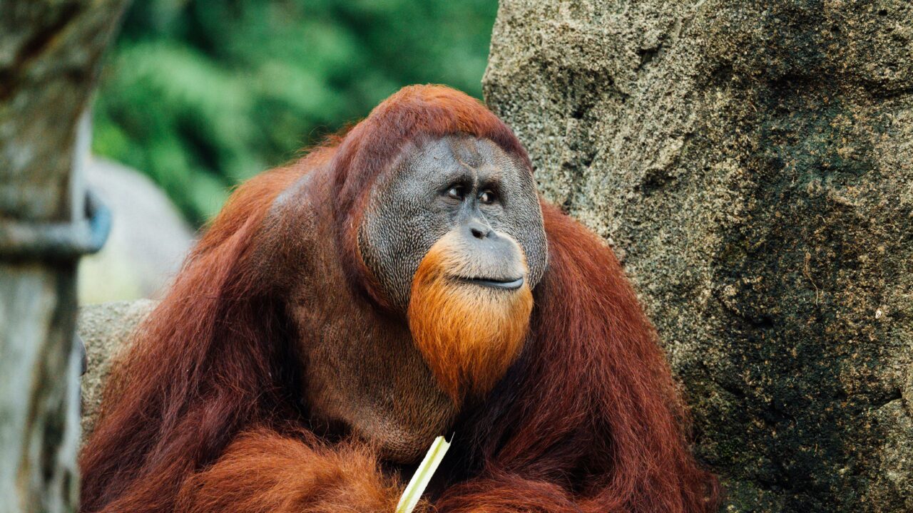 Orangutanai atsidūrė ant išnykimo ribos: mokslininkai perspėja, kad padėtis tampa kritinė