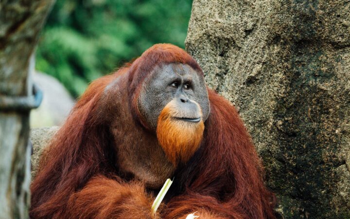 Orangutanai atsidūrė ant išnykimo ribos: mokslininkai perspėja, kad padėtis tampa kritinė