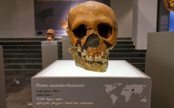Kodėl išnyko neandertaliečiai, o mes likome? Mokslininkai rado netikėtą atsakymą