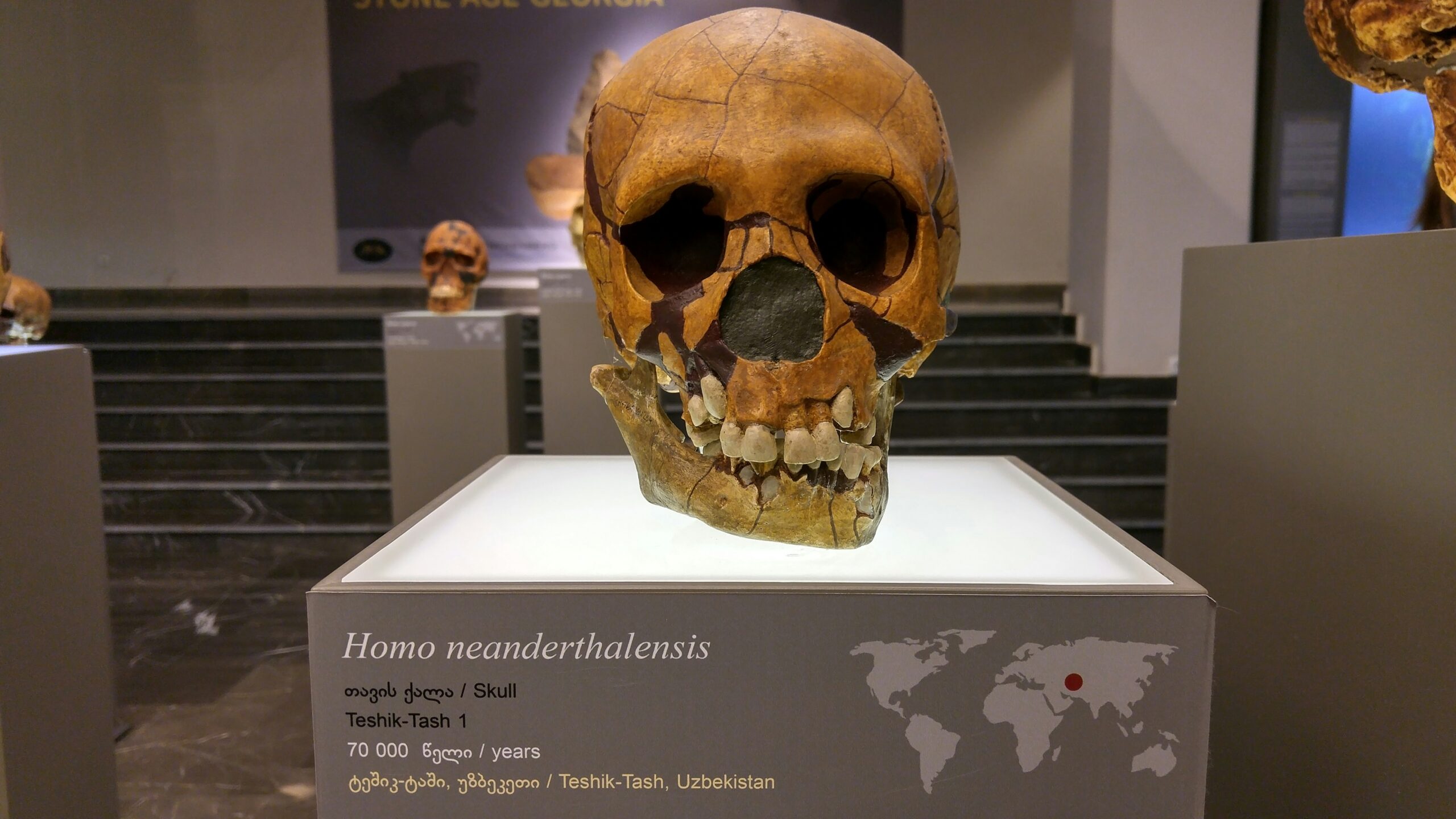 Kodėl išnyko neandertaliečiai, o mes likome? Mokslininkai rado netikėtą atsakymą