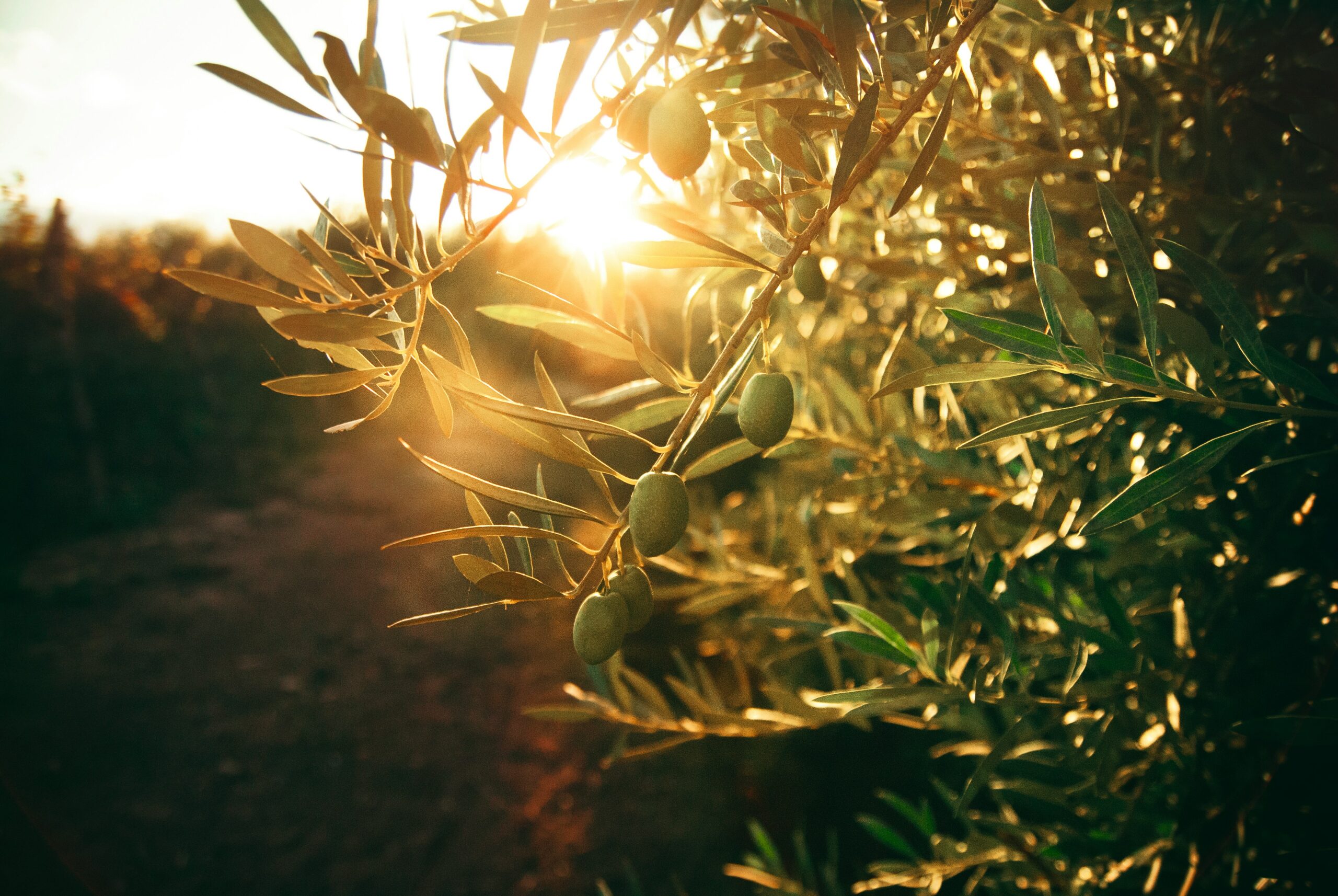 Alyvuogių aliejus. Unsplash nuotr
